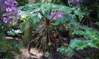 hábito característico de gerânio-da-madeira, com dois anos ou mais, antes da floração - Geranium maderense hábito característico de gerânio-da-madeira ou pássaras, com dois anos ou mais, antes da floração - Geranium maderense