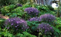 canteiro de gerânios-da-madeira em plena floração - Geranium maderense canteiro de pássaras ou gerânios-da-madeira em plena floração no Jardim Georges Delaselle - Geranium maderense
