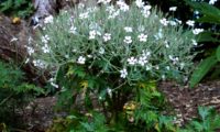forma característica de gerânio-da-madeira em plena floração, variedade 'Guernsey White' - Geranium maderense forma característica de gerânio-da-madeira, ou pássaras em plena floração, variedade 'Guernsey White' - Geranium maderense