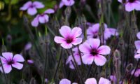aspecto vaporoso da floração de gerânio-da-madeira - Geranium maderense aspecto vaporoso da floração de gerânio-da-madeira ou pássaras - Geranium maderense