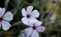 flor branca com o fundo magenta da variedade 'Guernsey White' de gerânio-da-madeira - Geranium maderense flor branca com o fundo magenta da variedade 'Guernsey White' pássaras, de gerânio-da-madeira - Geranium maderense
