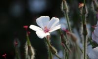 flor branca da variedade 'Guernsey White' de gerânio-da-madeira - Geranium maderense flor branca e órgãos reprodutivos avermelhados da variedade 'Guernsey White' de gerânio-da-madeira, pássaras - Geranium maderense