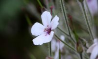 flor com pétalas brancas da variedade 'Guernsey White' de gerânio-da-madeira - Geranium maderense flor com pétalas brancas da variedade 'Guernsey White' de pássaras, gerânio-da-madeira - Geranium maderense