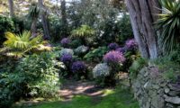 canteiro com composição mista de gerânios-da-madeira brancos e rosa-magenta - Geranium maderense canteiro com composição mista de pássaras ou gerânios-da-madeira brancos e rosa-magenta - Geranium maderense