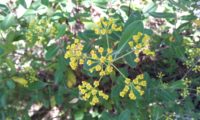 umbela terminal, vista de cima, folhagem de beleza - Bupleurum fruticosum umbela terminal, vista de cima, folhagem de beleza, mata-boi - Bupleurum fruticosum