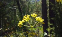 umbela terminal de beleza - Bupleurum fruticosum umbela terminal, amarelada de beleza, mata-boi - Bupleurum fruticosum