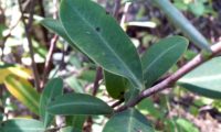 páginas superiores de beleza - Bupleurum fruticosum páginas superiores, verde-azulado de beleza, mata-boi - Bupleurum fruticosum