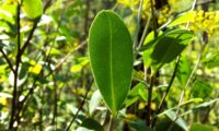 página inferior, nervo central bem visível de beleza - Bupleurum fruticosum página inferior, nervo central bem visível de beleza, mata-boi - Bupleurum fruticosum