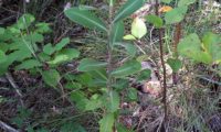 hábito de um jovem-pé no meio natural de beleza - Bupleurum fruticosum hábito de um jovem-pé no meio natural de beleza, mata-boi - Bupleurum fruticosum
