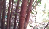 caules lenhosos, avermelhados de beleza - Bupleurum fruticosum caules lenhosos, verrucosos e avermelhados de beleza, mata-boi - Bupleurum fruticosum