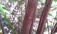 caules lenhosos de beleza - Bupleurum fruticosum caules lenhosos de beleza, mata-boi - Bupleurum fruticosum