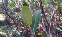página inferior de beleza - Bupleurum fruticosum página inferior, verde-claro de beleza, mata-boi - Bupleurum fruticosum