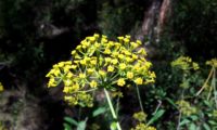 umbela terminal convexa de beleza - Bupleurum fruticosum umbela terminal convexa de beleza, mata-boi - Bupleurum fruticosum