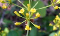 pormenor da flor amarelada e carnuda da beleza - Bupleurum fruticosum pormenor da flor amarelada e carnuda da beleza, mata-boi - Bupleurum fruticosum
