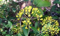 umbelas terminais, flores carnudas e folhagem de mata-boi - Bupleurum fruticosum umbelas terminais, flores carnudas e folhagem de mata-boi, beleza - Bupleurum fruticosum