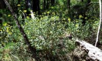 hábito florido e folhudo de beleza - Bupleurum fruticosum hábito florido e folhudo de beleza, mata-boi - Bupleurum fruticosum