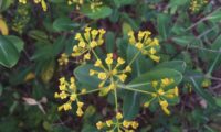 umbela terminal, vista de cima, folhagem de beleza- Bupleurum fruticosum umbela terminal, vista de cima, folhagem de beleza, mata-boi - Bupleurum fruticosum
