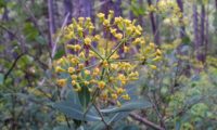 umbela terminal e folhagem de beleza - Bupleurum fruticosum umbela terminal e folhagem de beleza, mata-boi - Bupleurum fruticosum