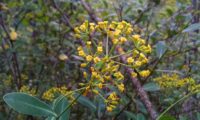 umbela terminal, flores carnudas e folhagem de beleza - Bupleurum fruticosum umbela terminal, flores carnudas e folhagem de beleza, mata-boi - Bupleurum fruticosum