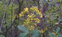umbela terminal, flores carnudas e folhagem de mata-boi - Bupleurum fruticosum umbela terminal, flores carnudas e folhagem de mata-boi, beleza - Bupleurum fruticosum