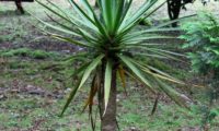 hábito e folhas de um jovem-pé de dragoeiro, árvore-dragão, dragoneiro, drago - Dracaena draco