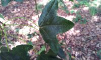 página superior de zêlha - Acer monspessulanum