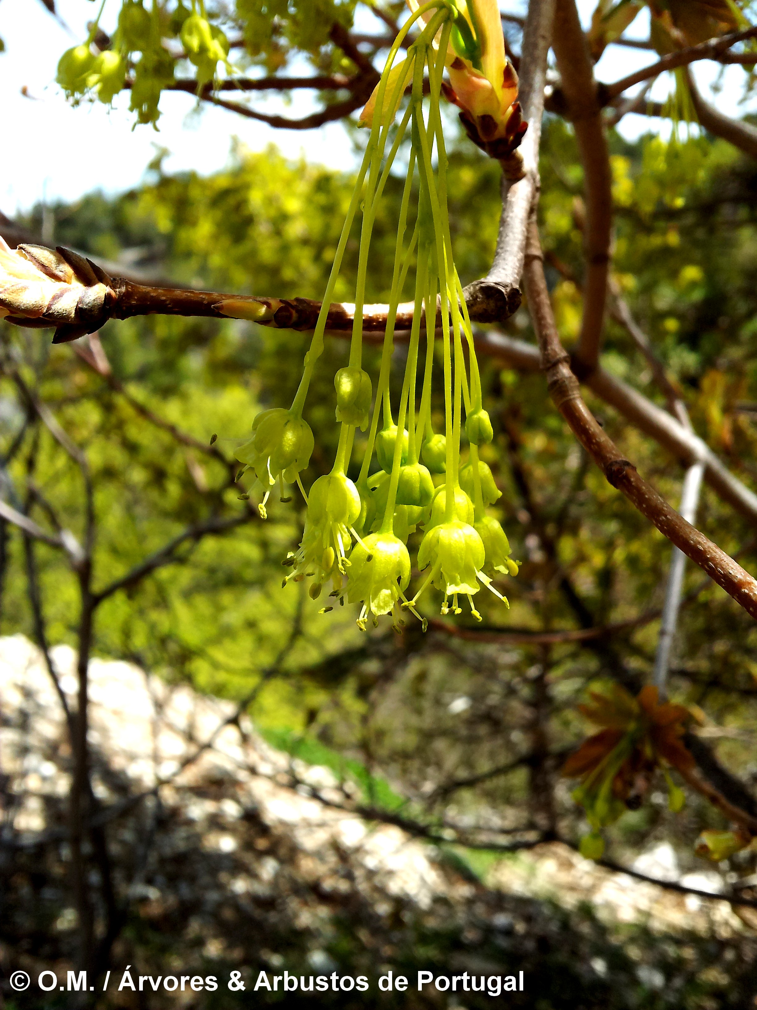 inflorescências amarelada, pendentes de bordo-de-granada - Acer opalus