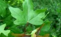 variedade de página superior de bordo-comum, ácer-comum, ácer-menor, ácer-silvestre - Acer campestre