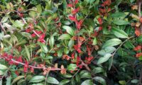 ramos cobertos por espigas de flores masculinas da aroeira - Pistacia lenticus