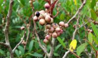 bagas imaturas, com coloração clara da aroeira - Pistacia lenticus