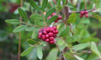 bagas imaturas e ramalhete de folhas de aroeira - Pistacia lenticus