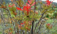 flores masculinas e folhas primaveris avermelhadas de cornalheira - Pistacia terebinthus flores masculinas e folhas primaveris avermelhadas de terebinto - Pistacia terebinthus