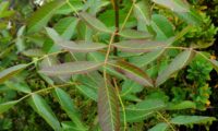 ramalhete de folhas juvenis de cornalheira - Pistacia terebinthus ramalhete de folhas juvenis de cornalheira, terebinto - Pistacia terebinthus