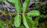 folha de cornalheira ou terebinto, reparem que os folíolos são sempre orlados de castanho - Pistacia terebinthus folha de cornalheira ou terebinto - Pistacia terebinthus