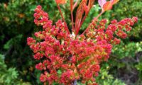 inflorescências masculinas, com folhas recém-desabrochadas, algo avermelhadas de cornalheira - Pistacia terebinthus inflorescências masculinas, repare também nas folhas recém-desabrochadas, algo avermelhadas de cornalheira - Pistacia terebinthus