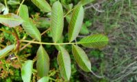 folha composta com número sempre ímpar de folíolos, de cornalheira ou terebinto - Pistacia terebinthus folha composta com número sempre ímpar de folíolos, de cornalheira ou terebinto - Pistacia terebinthus
