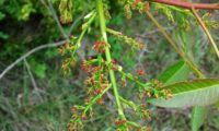flores femininas de cornalheira, terebinto - Pistacia terebinthus flores femininas de cornalheira ou terebinto - Pistacia terebinthus