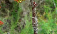 gomo de cornalheira - Pistacia terebinthus gomo de terebinto, escamas orladas de branco