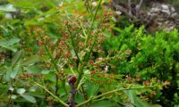 inflorescência feminina de cornalheira - Pistacia terebinthus inflorescência feminina de cornalheira, terebinto - Pistacia terebinthus