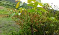 panículas de flores femininas de cornalheira - Pistacia terebinthus panículas de flores femininas de cornalheira, terebinto - Pistacia terebinthus