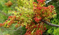 espigas de flores masculinas de cornalheira ou terebinto, sendo as inflorescências terminais estéreis - Pistacia terebinthus espigas de flores masculinas de terebinto, sendo as inflorescências terminais estéreis - Pistacia terebinthus