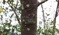ritidoma jovem e liso de cornalheira - Pistacia terebinthus ritidoma liso de terebinto - Pistacia terebinthus
