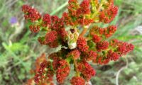 espigas de inflorescências masculinas vistas de cima, com folhas por desabrochar de cornalheira - Pistacia terebinthus inflorescências masculinas vistas de cima, com folhas por desabrochar de cornalheira, terebinto - Pistacia terebinthus