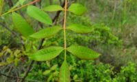 folha primaveril de cornalheira ou terebinto, composta por 9 folíolos - Pistacia terebinthus folha de cornalheira ou terebinto, composta por 9 folíolos - Pistacia terebinthus