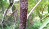 ritidoma jovem de cornalheira, com lenticelas aparentes - Pistacia terebinthus ritidoma jovem de terebinto, com lenticelas aparentes - Pistacia terebinthus