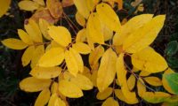 folhas de cornalheira no Outono - Pistacia terebinthus folhas de cornalheira ou terebinto no Outono - Pistacia terebinthus