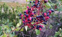 cachos de frutos parcialmente maduros (cor negro-azul) de cornalheira - Pistacia terebinthus cachos de frutos parcialmente maduros (cor negro-azul) de cornalheira ou terebinto - Pistacia terebinthus