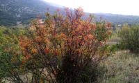 cores outonais de cornalheira - Pistacia terebinthus cores outonais de terebinto - Pistacia terebinthus