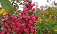 frutos de cornalheira - Pistacia terebinthus frutos de terebinto, cornalheira - Pistacia terebinthus