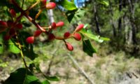 bagas de cornalheira - Pistacia terebinthus bagas de terebinto - Pistacia terebinthus